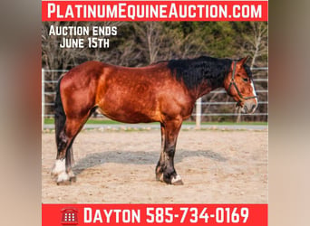 Draft Horse, Castrone, 5 Anni, Baio ciliegia