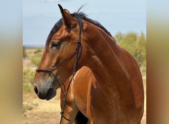 Draft Horse, Castrone, 5 Anni, Baio ciliegia
