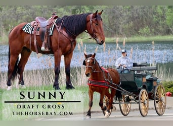 Draft Horse, Castrone, 5 Anni, Baio ciliegia