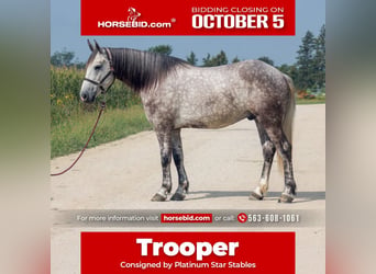 Draft Horse Mix, Castrone, 5 Anni, Grigio