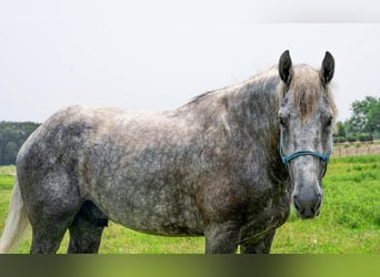 Draft Horse, Castrone, 5 Anni, Grigio