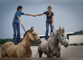 Draft Horse, Castrone, 5 Anni, Grigio