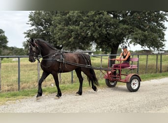Draft Horse Mix, Castrone, 5 Anni, Morello