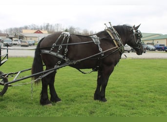 Draft Horse Mix, Castrone, 5 Anni, Morello