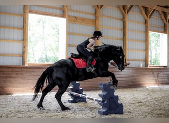 Draft Horse Mix, Castrone, 5 Anni, Morello