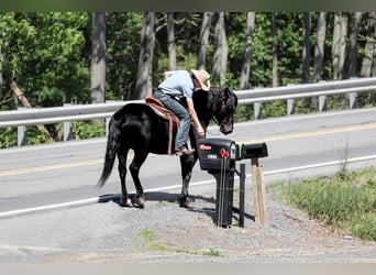 Draft Horse Mix, Castrone, 5 Anni, Morello