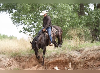 Draft Horse, Castrone, 5 Anni, Morello
