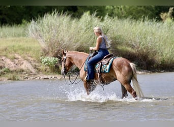 Draft Horse Mix, Castrone, 5 Anni, Palomino