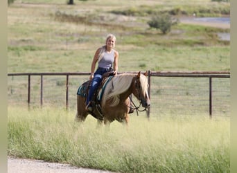 Draft Horse Mix, Castrone, 5 Anni, Palomino