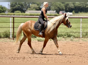 Draft Horse Mix, Castrone, 5 Anni, Palomino