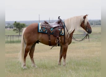 Draft Horse Mix, Castrone, 5 Anni, Palomino