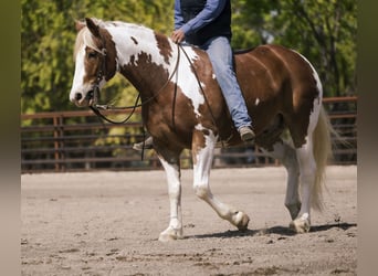 Draft Horse Mix, Castrone, 5 Anni