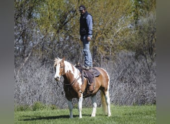 Draft Horse Mix, Castrone, 5 Anni