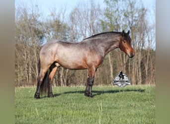 Draft Horse, Castrone, 5 Anni