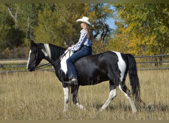 Draft Horse Mix, Castrone, 5 Anni, Pezzato