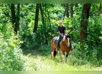 Draft Horse Mix, Castrone, 5 Anni, Pezzato