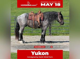 Draft Horse Mix, Castrone, 5 Anni, Roano blu