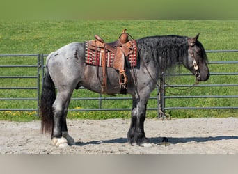 Draft Horse Mix, Castrone, 5 Anni, Roano blu