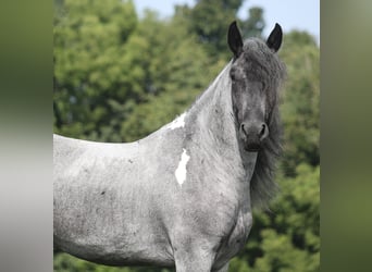 Draft Horse Mix, Castrone, 5 Anni, Roano blu