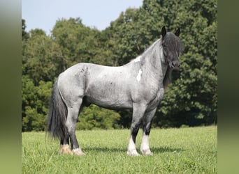 Draft Horse Mix, Castrone, 5 Anni, Roano blu