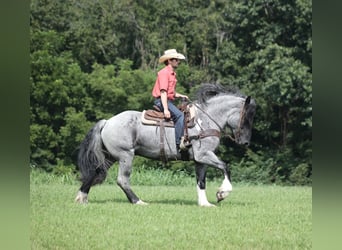 Draft Horse Mix, Castrone, 5 Anni, Roano blu