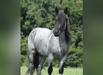 Draft Horse Mix, Castrone, 5 Anni, Roano blu