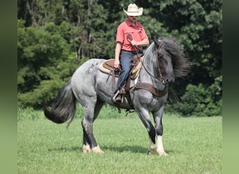 Draft Horse Mix, Castrone, 5 Anni, Roano blu