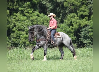 Draft Horse Mix, Castrone, 5 Anni, Roano blu