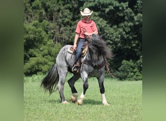 Draft Horse Mix, Castrone, 5 Anni, Roano blu