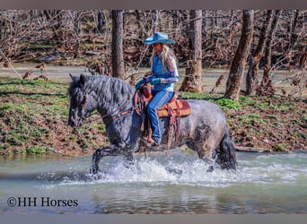 Draft Horse, Castrone, 5 Anni, Roano blu