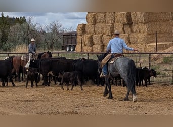 Draft Horse Mix, Castrone, 5 Anni, Roano blu