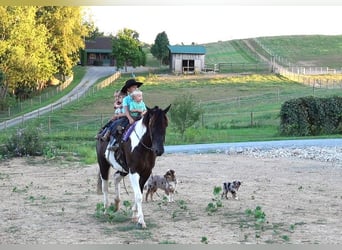 Draft Horse Mix, Castrone, 5 Anni, Tobiano-tutti i colori