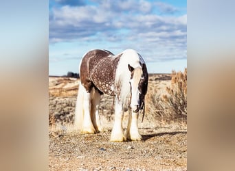 Draft Horse, Castrone, 6 Anni, 152 cm, Baio ciliegia