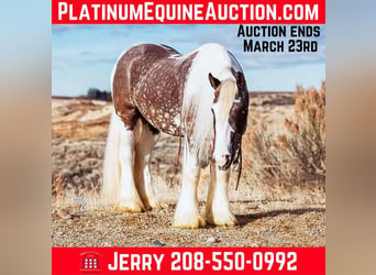 Draft Horse, Castrone, 6 Anni, 152 cm, Baio ciliegia