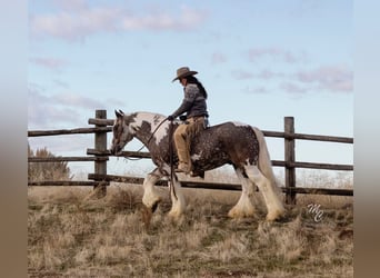 Draft Horse, Castrone, 6 Anni, 152 cm, Baio ciliegia