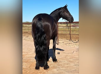 Draft Horse, Castrone, 6 Anni, 152 cm, Morello