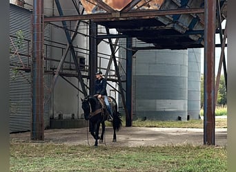 Draft Horse, Castrone, 6 Anni, 152 cm, Morello