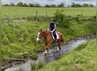 Draft Horse, Castrone, 6 Anni, 153 cm, Sauro scuro