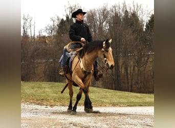 Draft Horse Mix, Castrone, 6 Anni, 155 cm, Pelle di daino