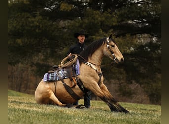 Draft Horse Mix, Castrone, 6 Anni, 155 cm, Pelle di daino