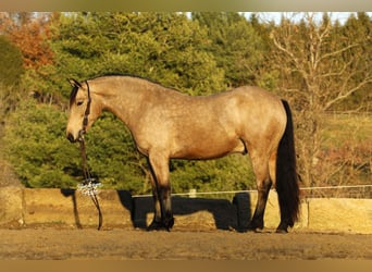 Draft Horse Mix, Castrone, 6 Anni, 155 cm, Pelle di daino