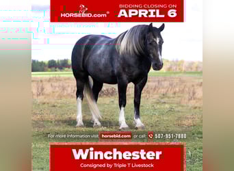 Draft Horse Mix, Castrone, 6 Anni, 157 cm, Grigio