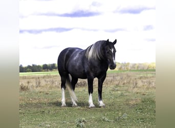 Draft Horse Mix, Castrone, 6 Anni, 157 cm, Grigio