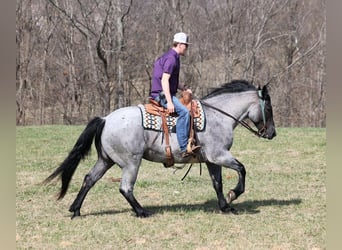 Draft Horse, Castrone, 6 Anni, 157 cm, Roano blu