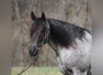 Draft Horse, Castrone, 6 Anni, 157 cm, Roano blu