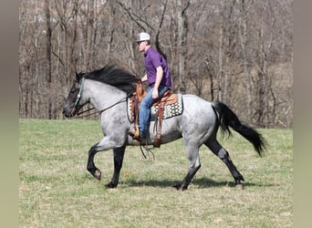 Draft Horse, Castrone, 6 Anni, 157 cm, Roano blu