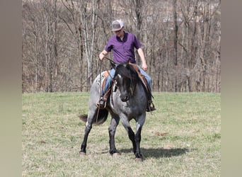 Draft Horse, Castrone, 6 Anni, 157 cm, Roano blu