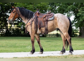 Draft Horse Mix, Castrone, 6 Anni, 160 cm, Baio roano