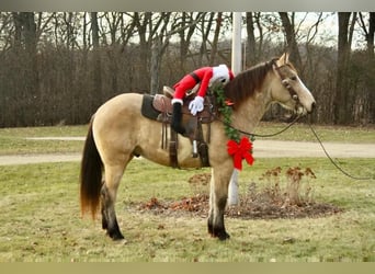 Draft Horse, Castrone, 6 Anni, 160 cm, Overo-tutti i colori