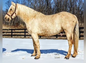 Draft Horse, Castrone, 6 Anni, 160 cm, Palomino